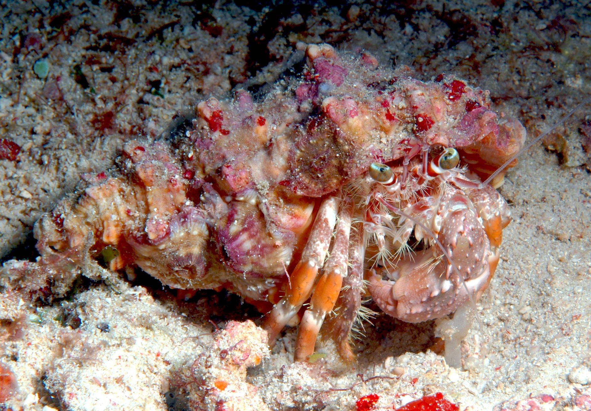 A crab is laying on the sand and looking at the camera