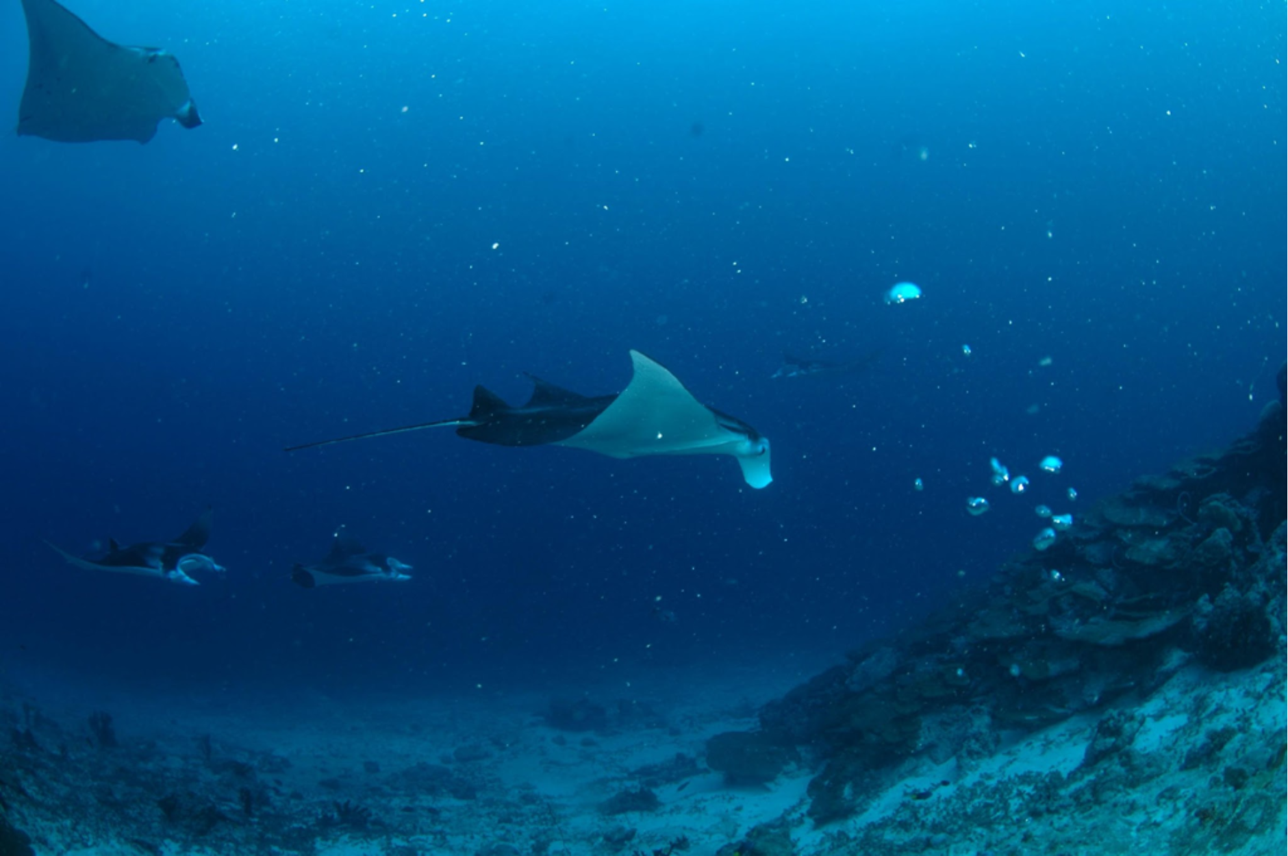 A group of stingrays are swimming in the ocean