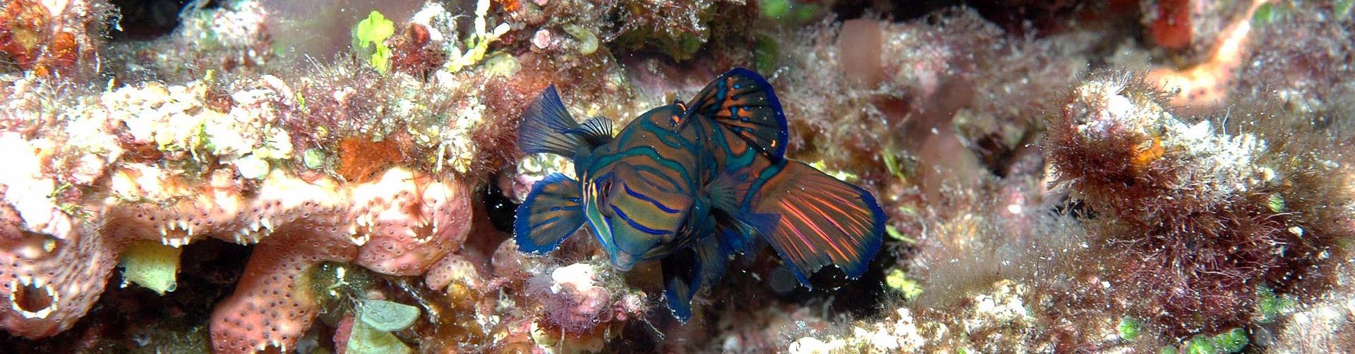 A blue and orange fish is swimming in a coral reef