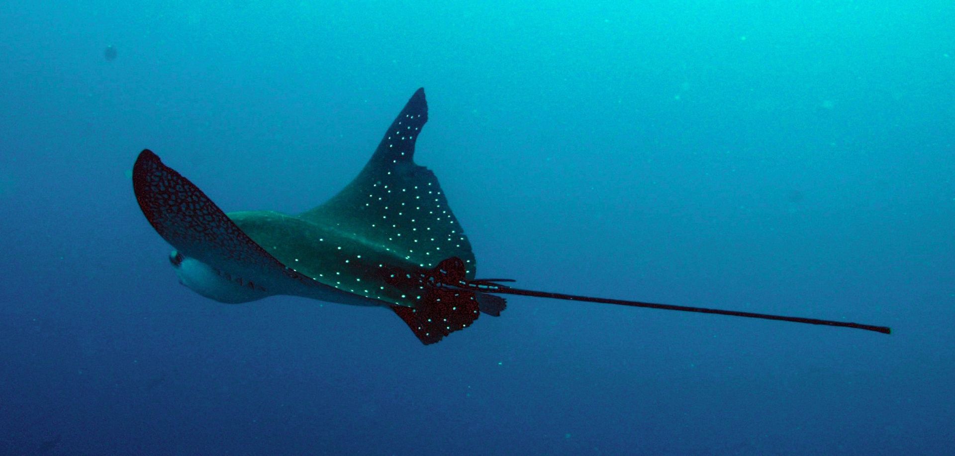 A stingray with a long tail is swimming in the ocean