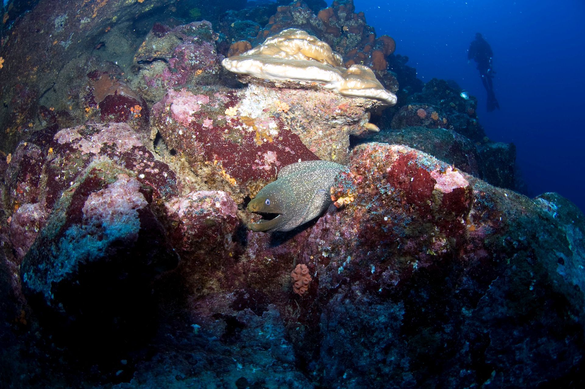 A fish is swimming in a coral reef with a scuba diver in the background