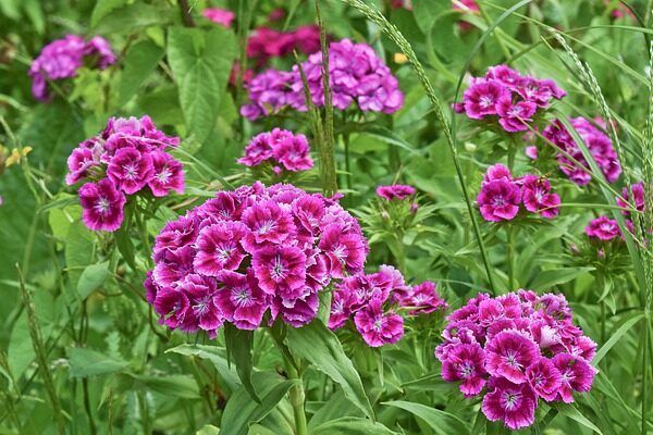 A dianthus with purple flowers growing in a field.