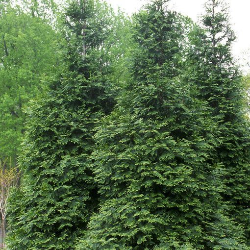 A group of green giant arborvitae.