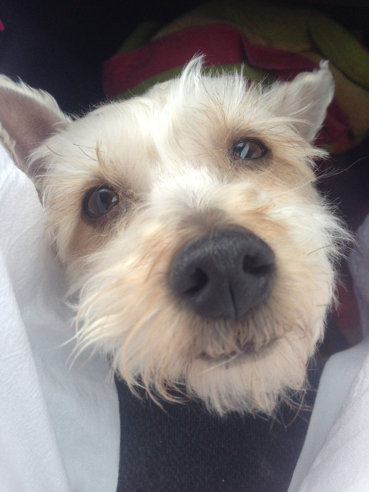 My fur baby