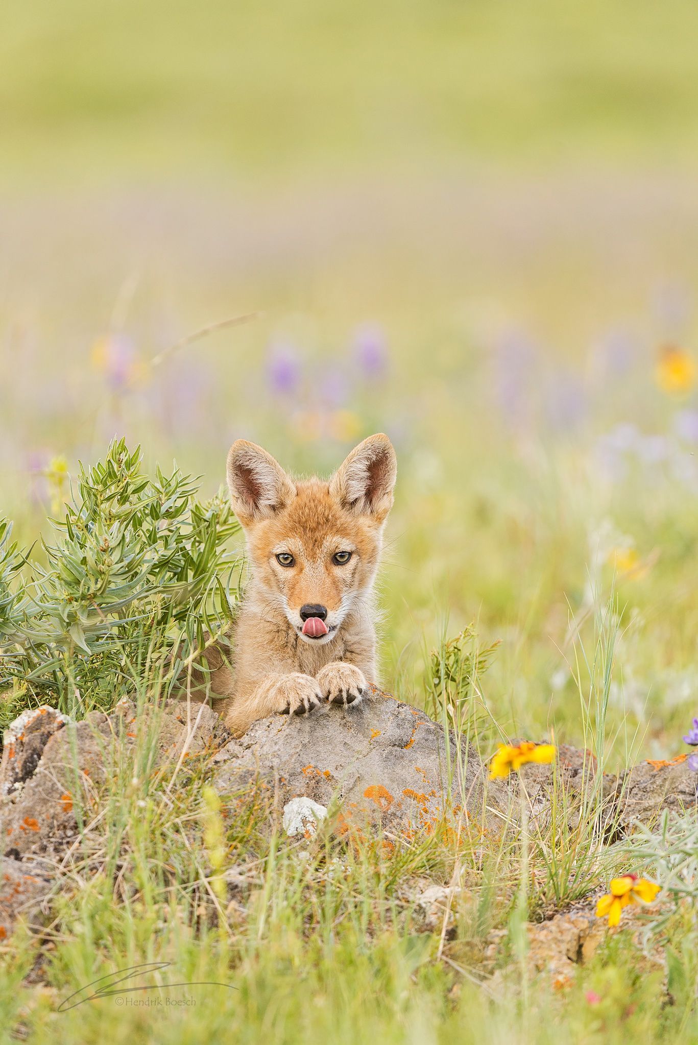 Fox Nature Photography