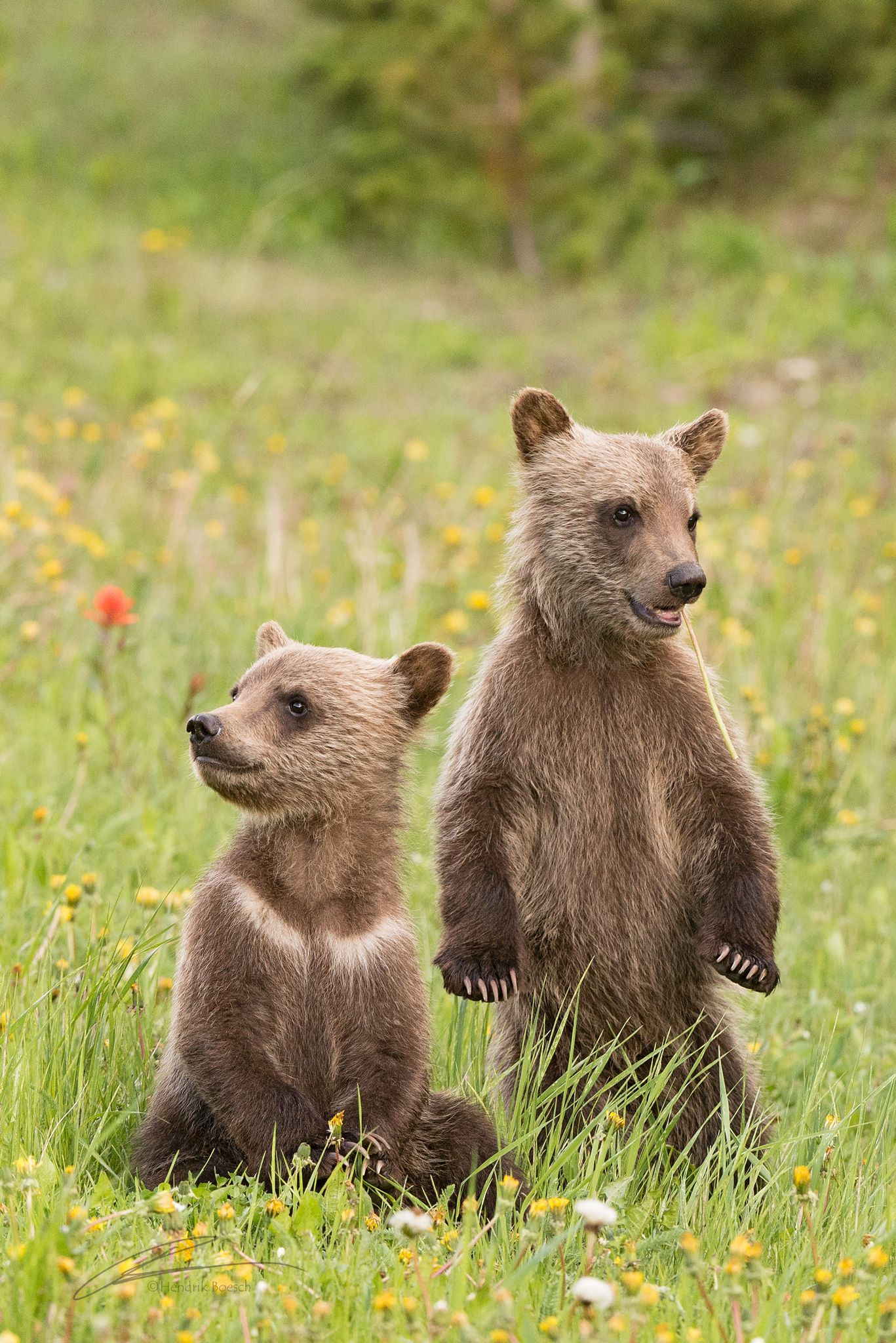 Bear Cubs-Wildlife Photos