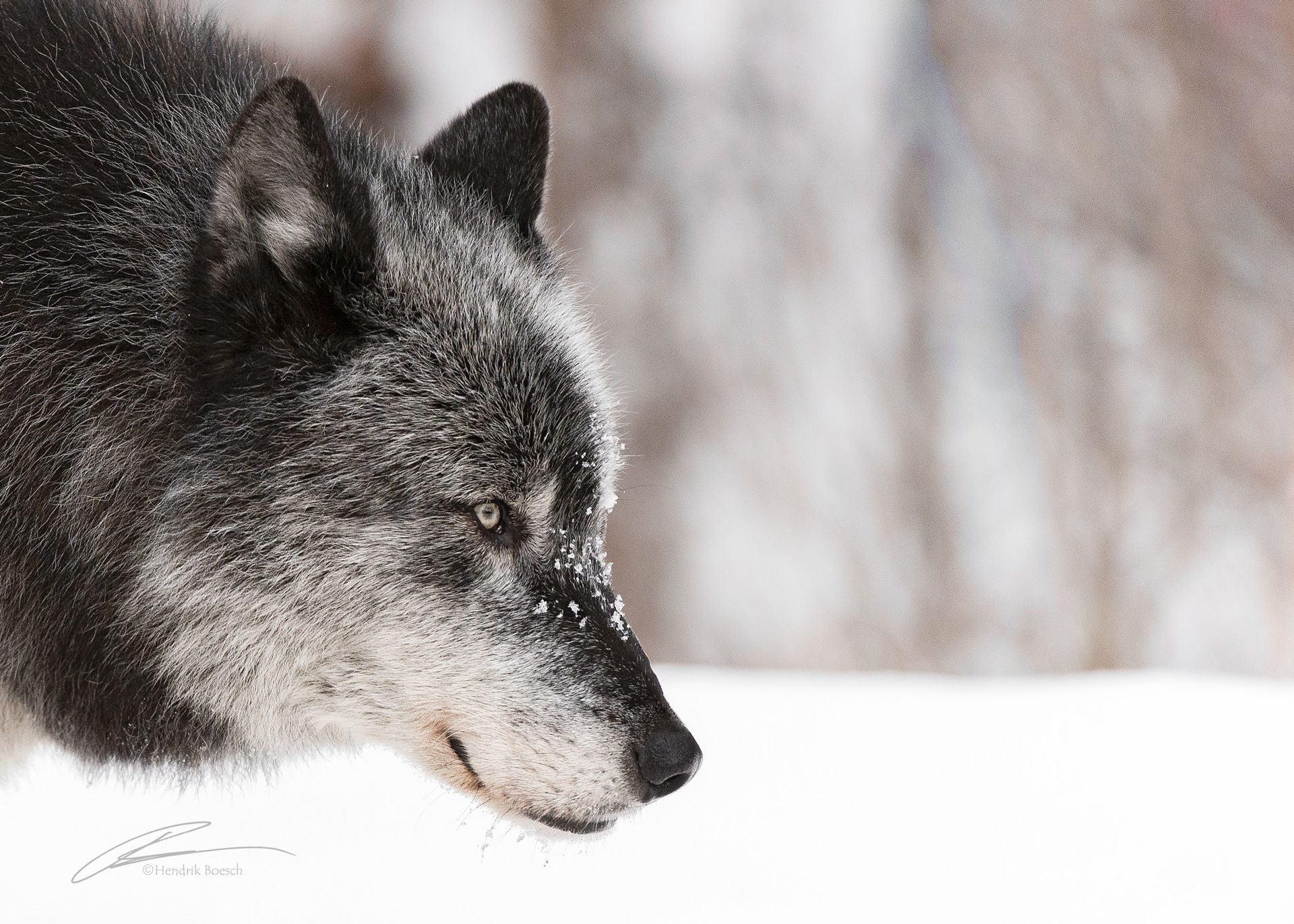 Wolfe Side Profile Wildlife  Photos