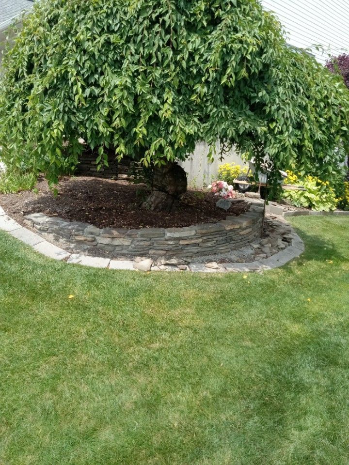 Large leafy tree over a stone ring in a grassy yard