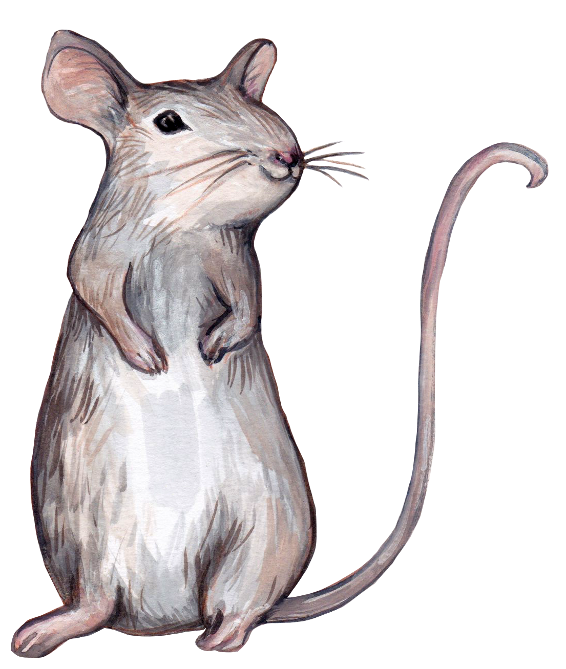 Gray mouse standing upright, looking to the right with a smile. Long tail curving up.