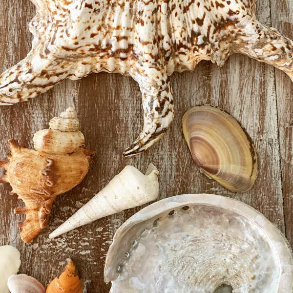 shells