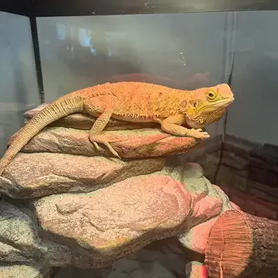 Spike Shop Mascot
