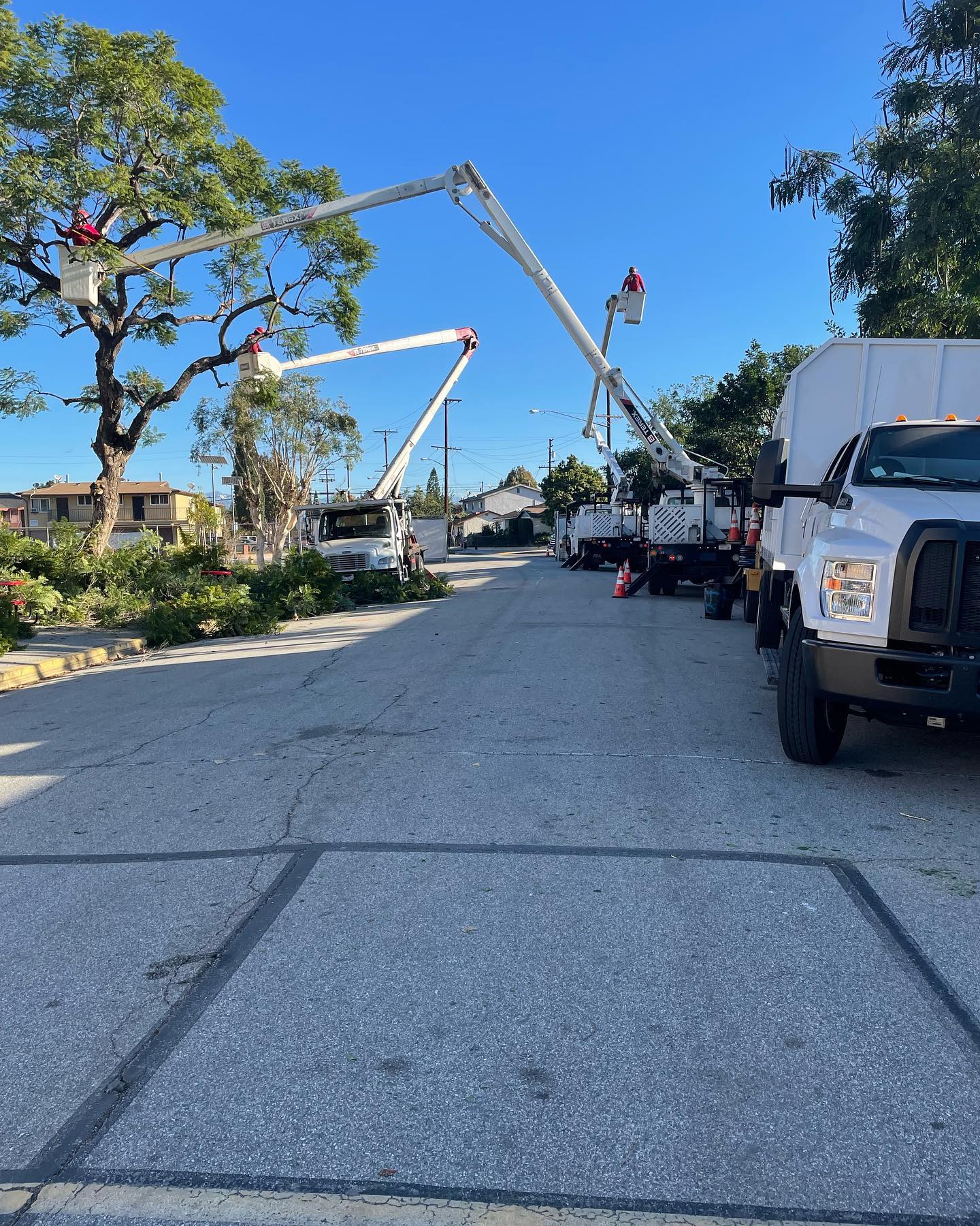 Commercial project by Tree Pros Inc.