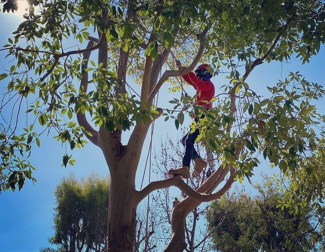 Tree Trimming project by Tree Pros Inc.