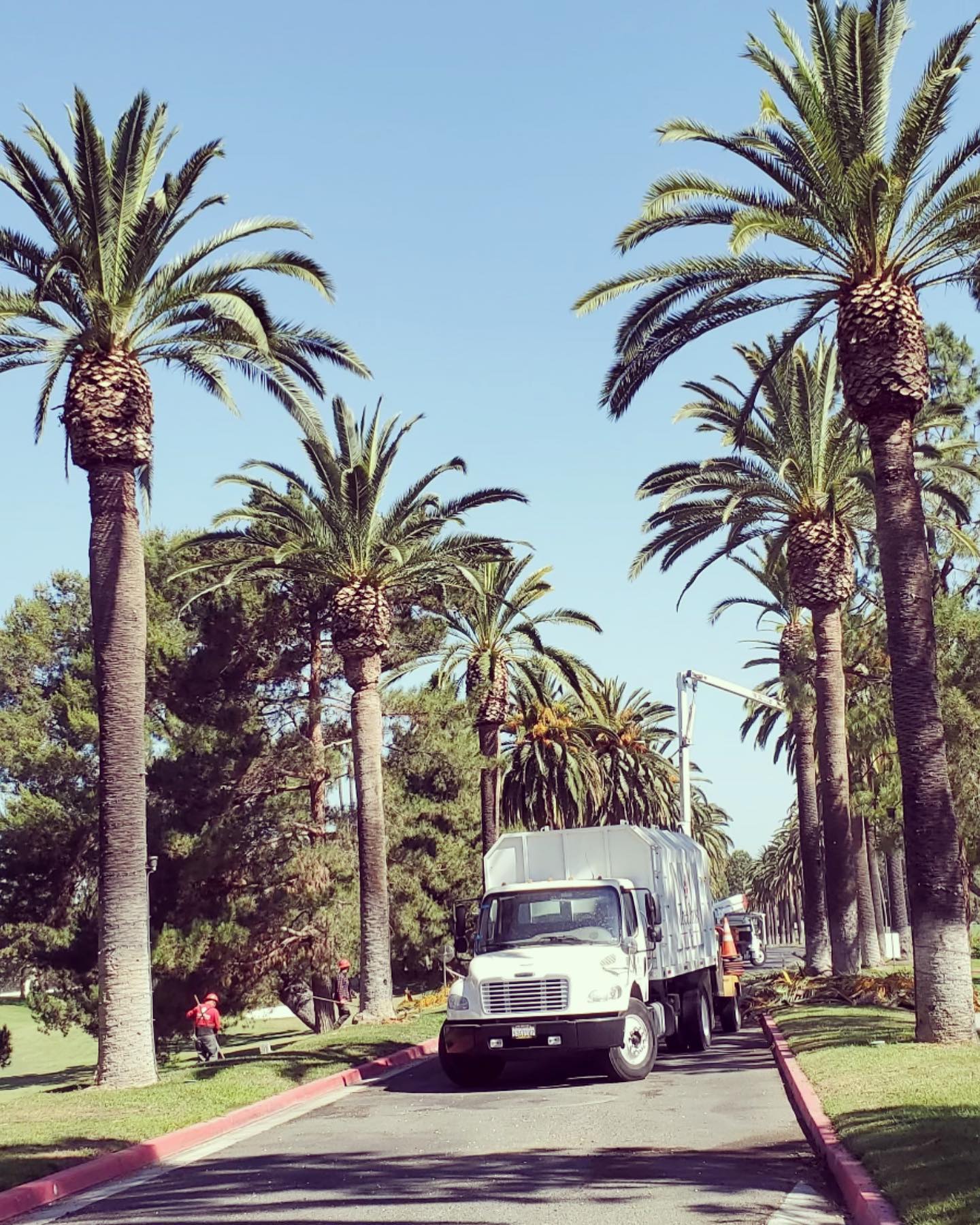 Tree Trimming project by Tree Pros Inc.
