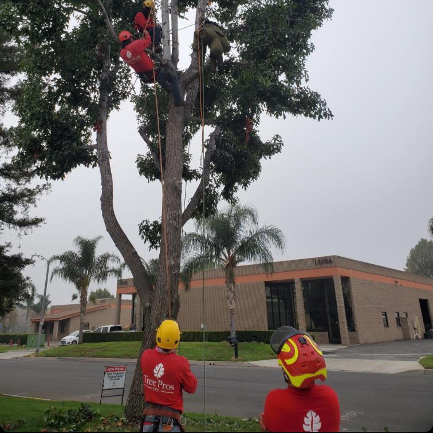Commercial project by Tree Pros Inc.