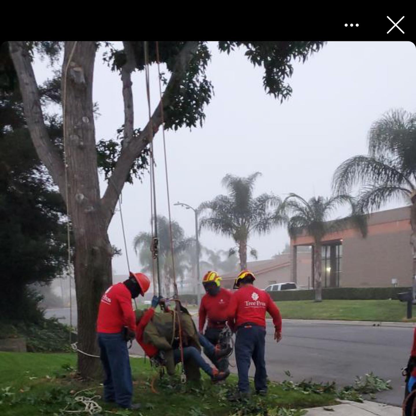 Commercial project by Tree Pros Inc.