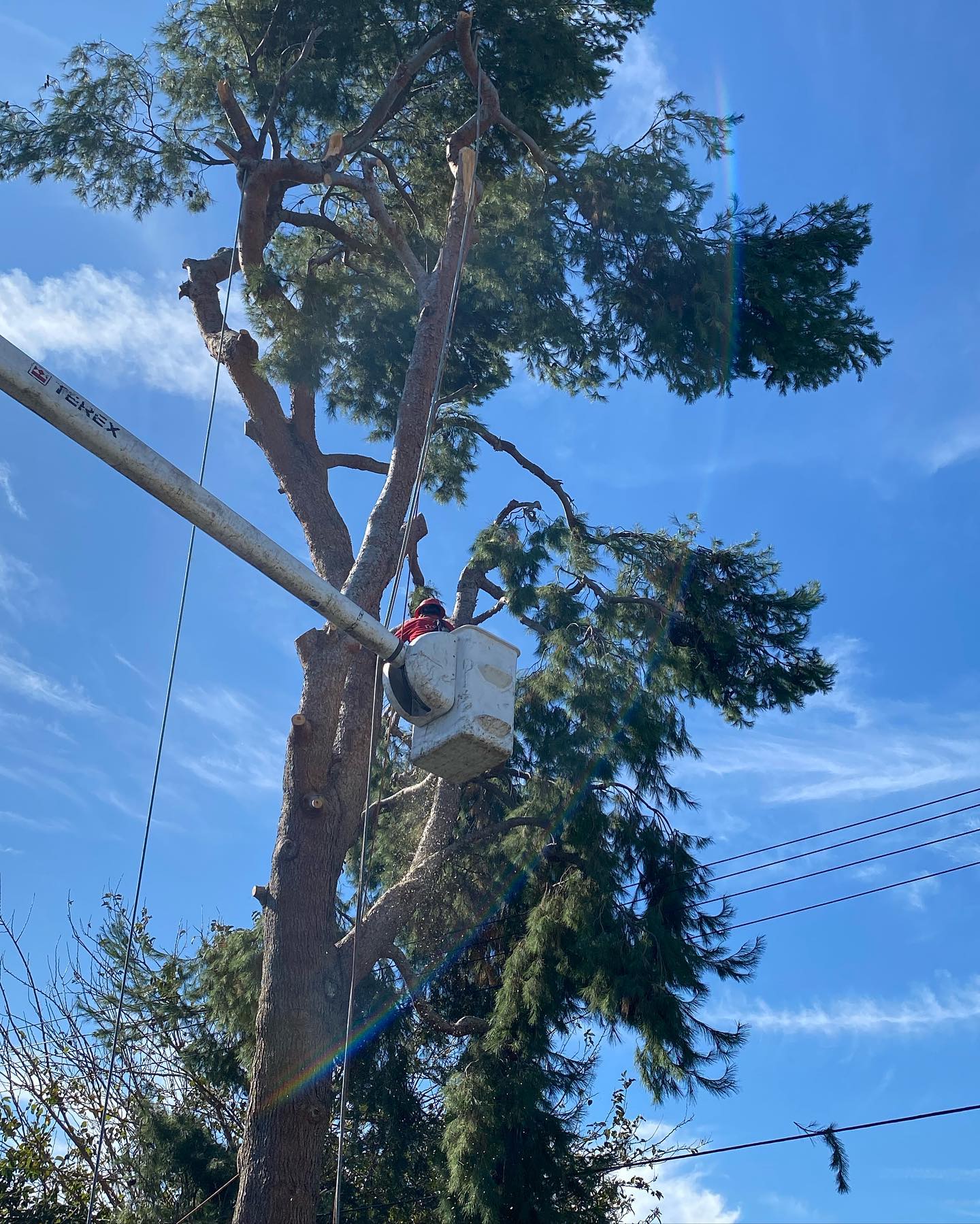 Tree Trimming project by Tree Pros Inc.