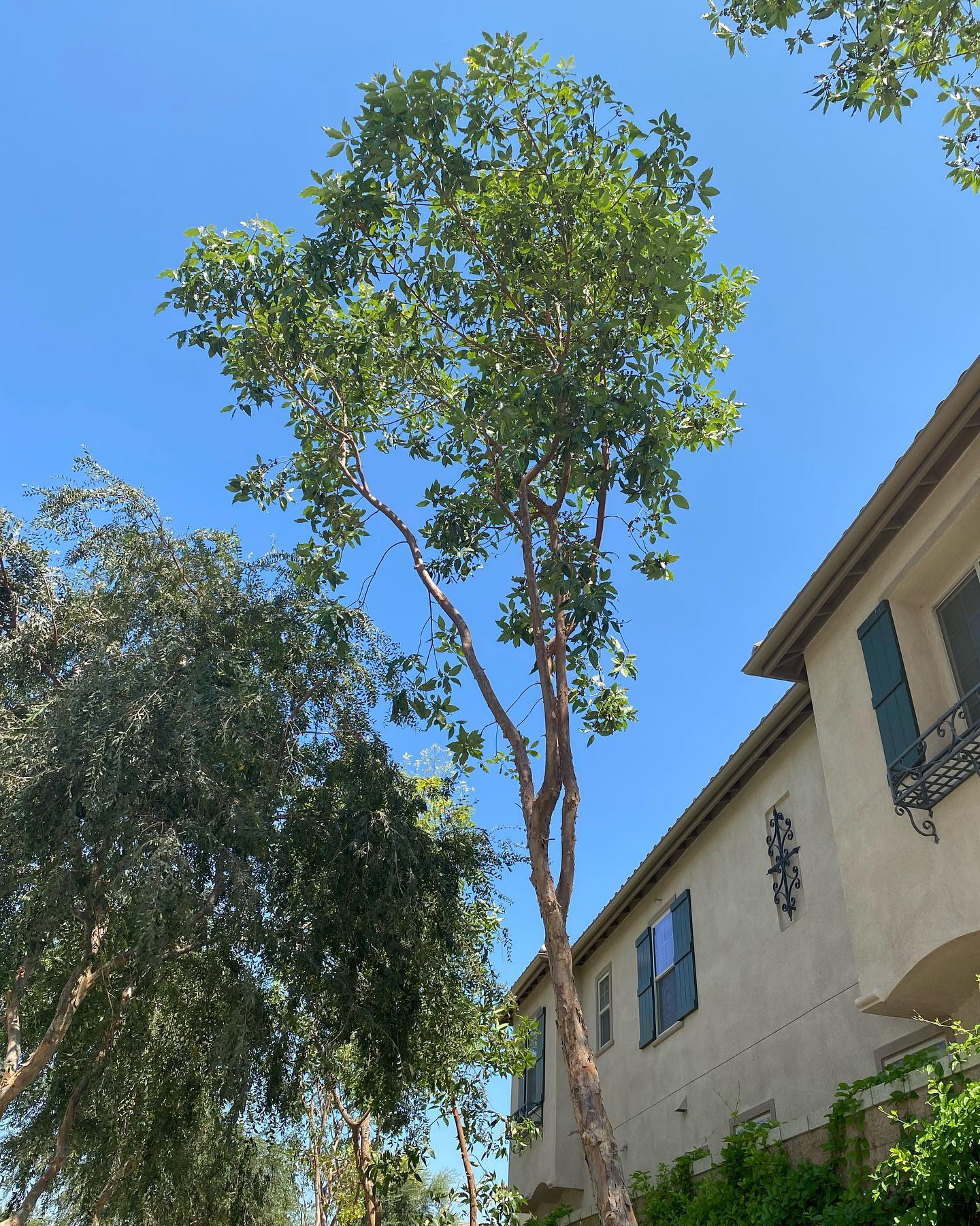 Tree Trimming project by Tree Pros Inc.