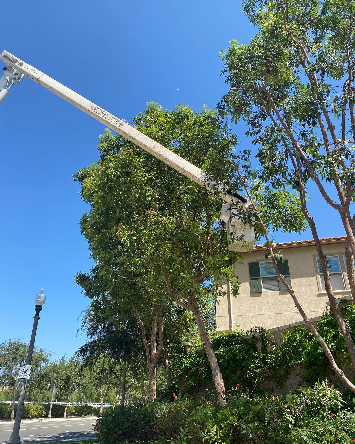 Tree Trimming project by Tree Pros Inc.