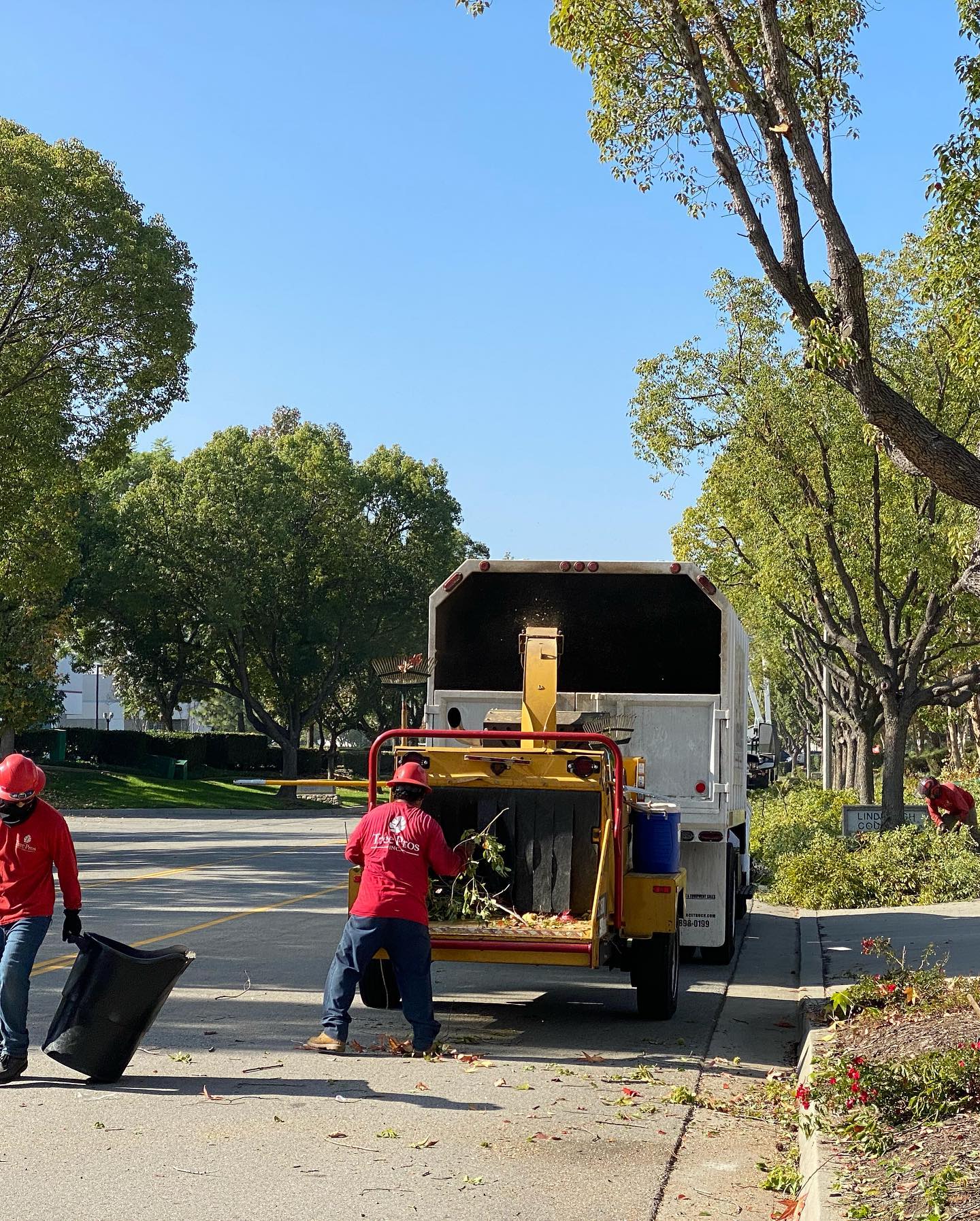 Tree Removal project by Tree Pros Inc.