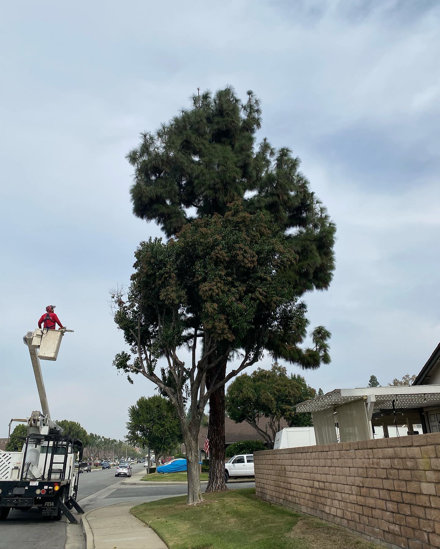Tree Trimming project by Tree Pros Inc.