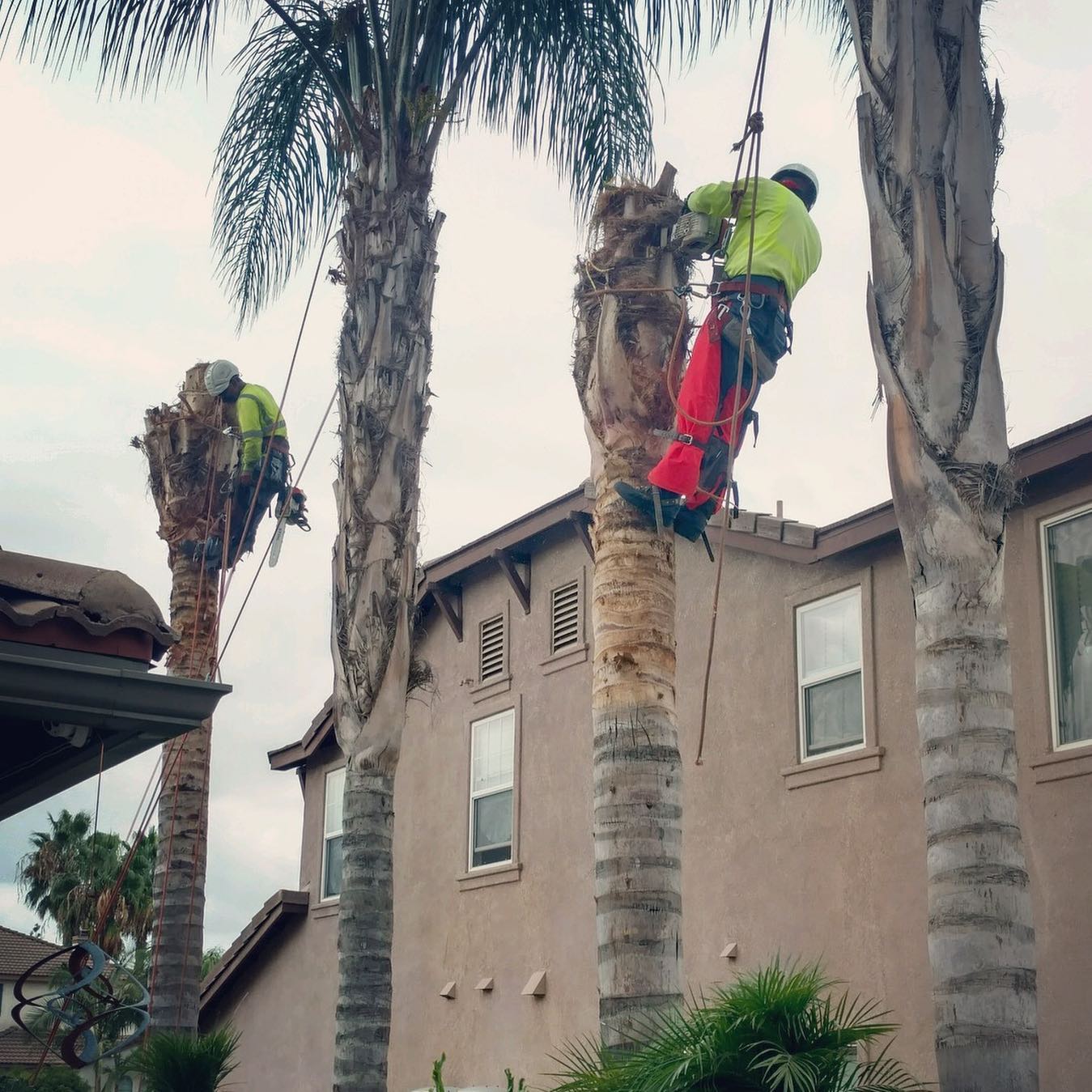 Tree Trimming project by Tree Pros Inc.