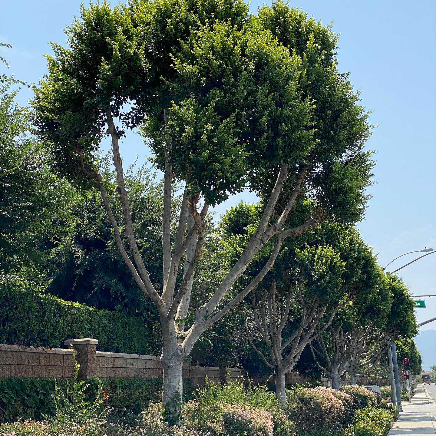 Tree Trimming project by Tree Pros Inc.