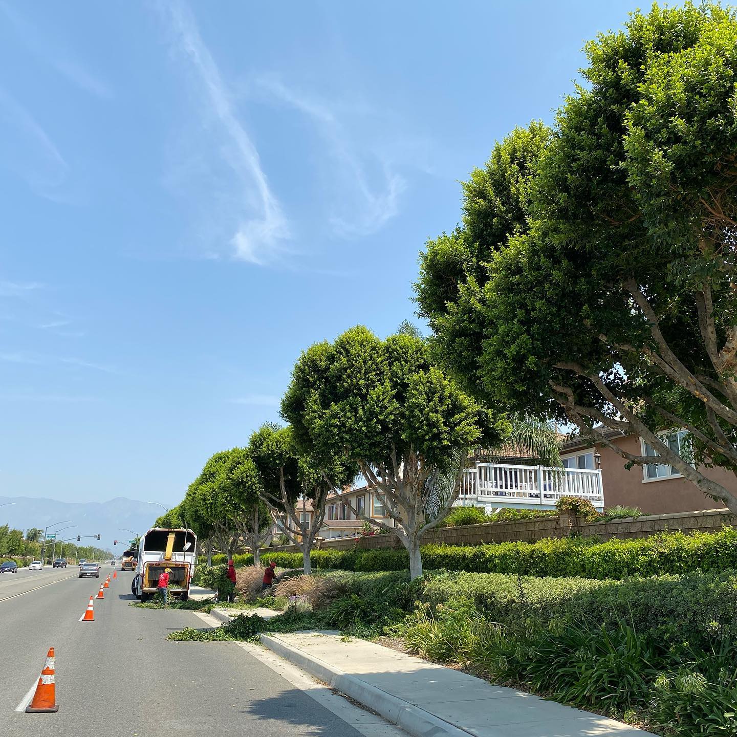 Tree Trimming project by Tree Pros Inc.