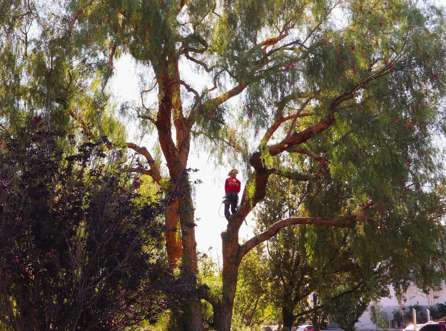 Tree Trimming project by Tree Pros Inc.