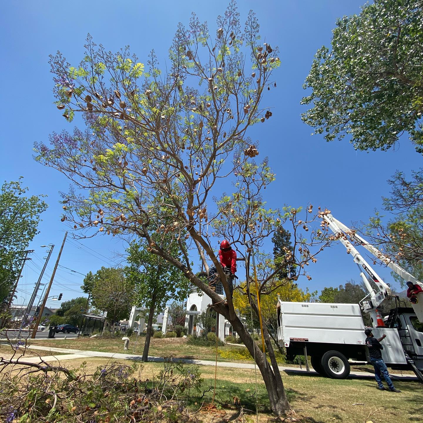 Tree Trimming project by Tree Pros Inc.