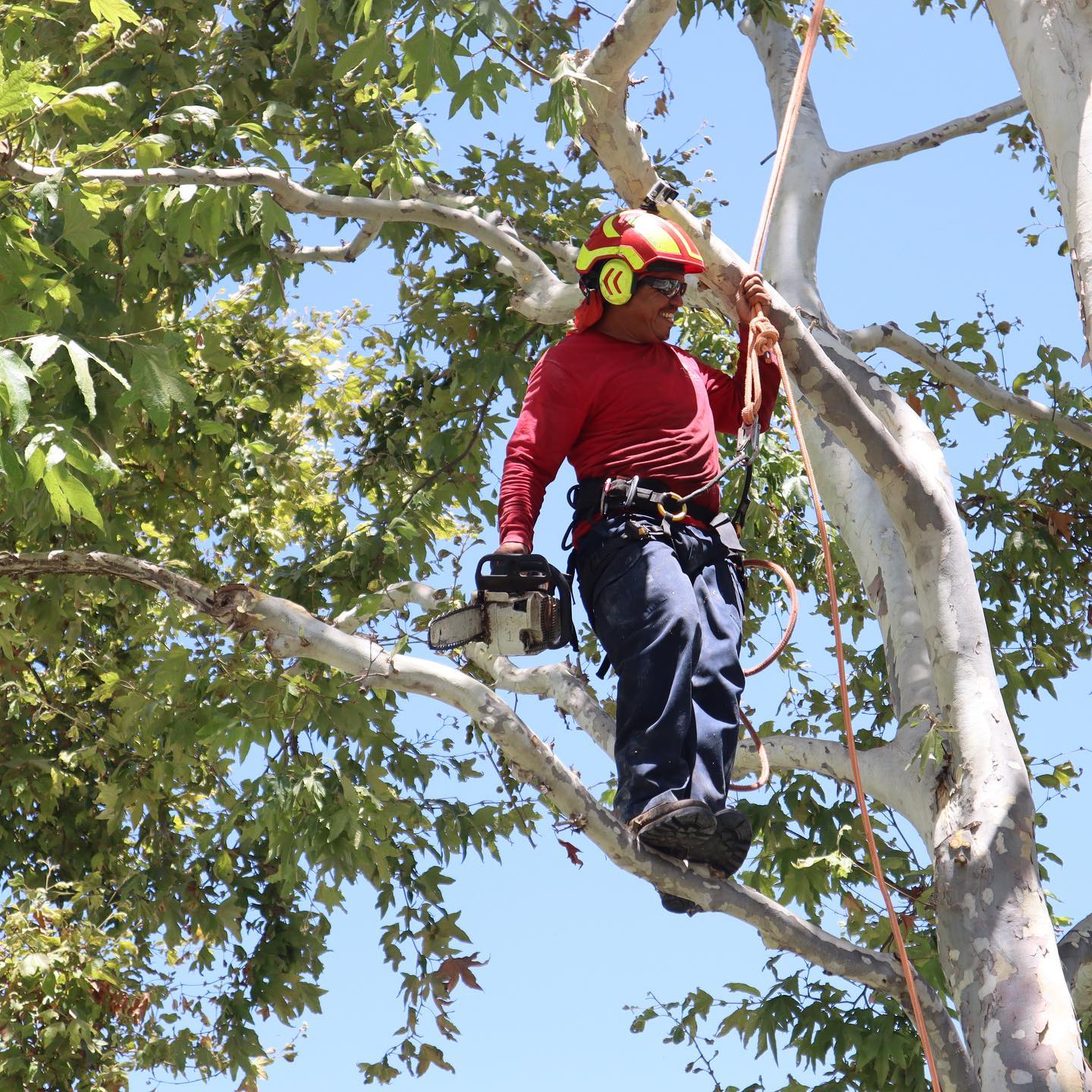 Tree Trimming project by Tree Pros Inc.