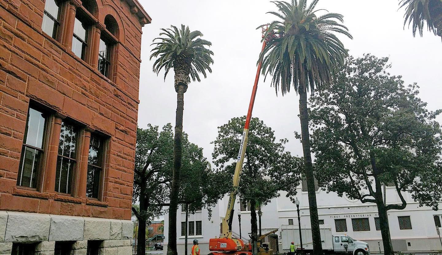 Commercial project by Tree Pros Inc.