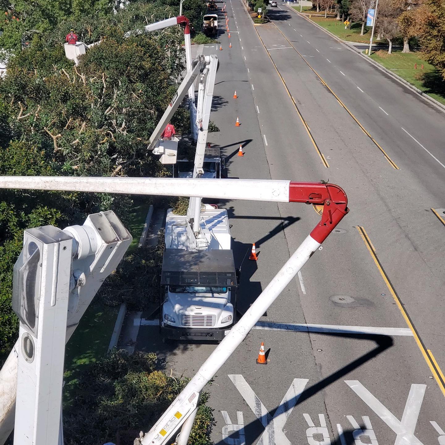 Tree Trimming project by Tree Pros Inc.