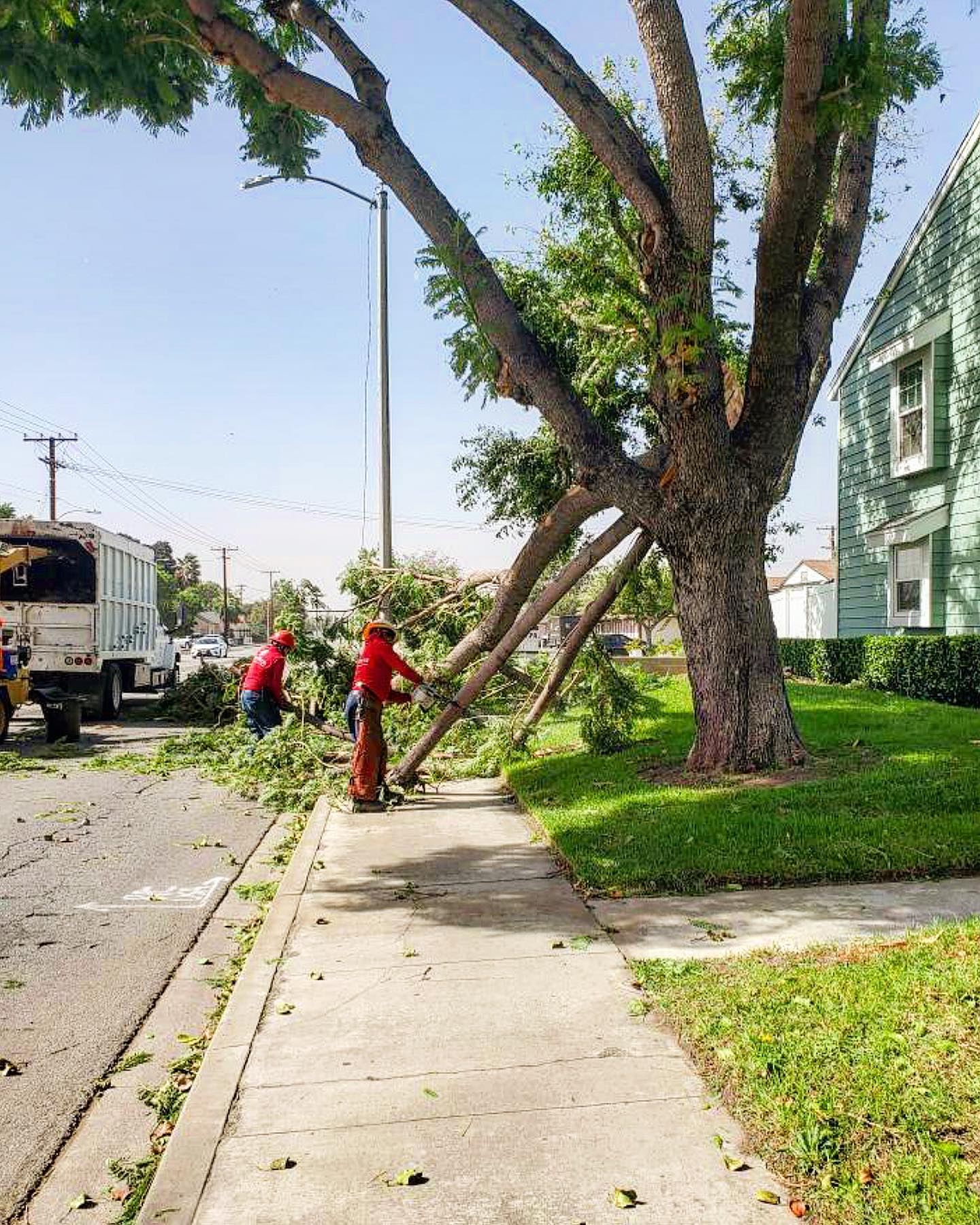 Tree Removal project by Tree Pros Inc.