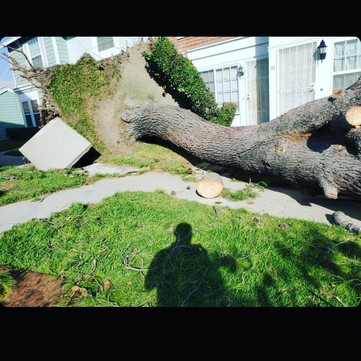 Tree Removal project by Tree Pros Inc.