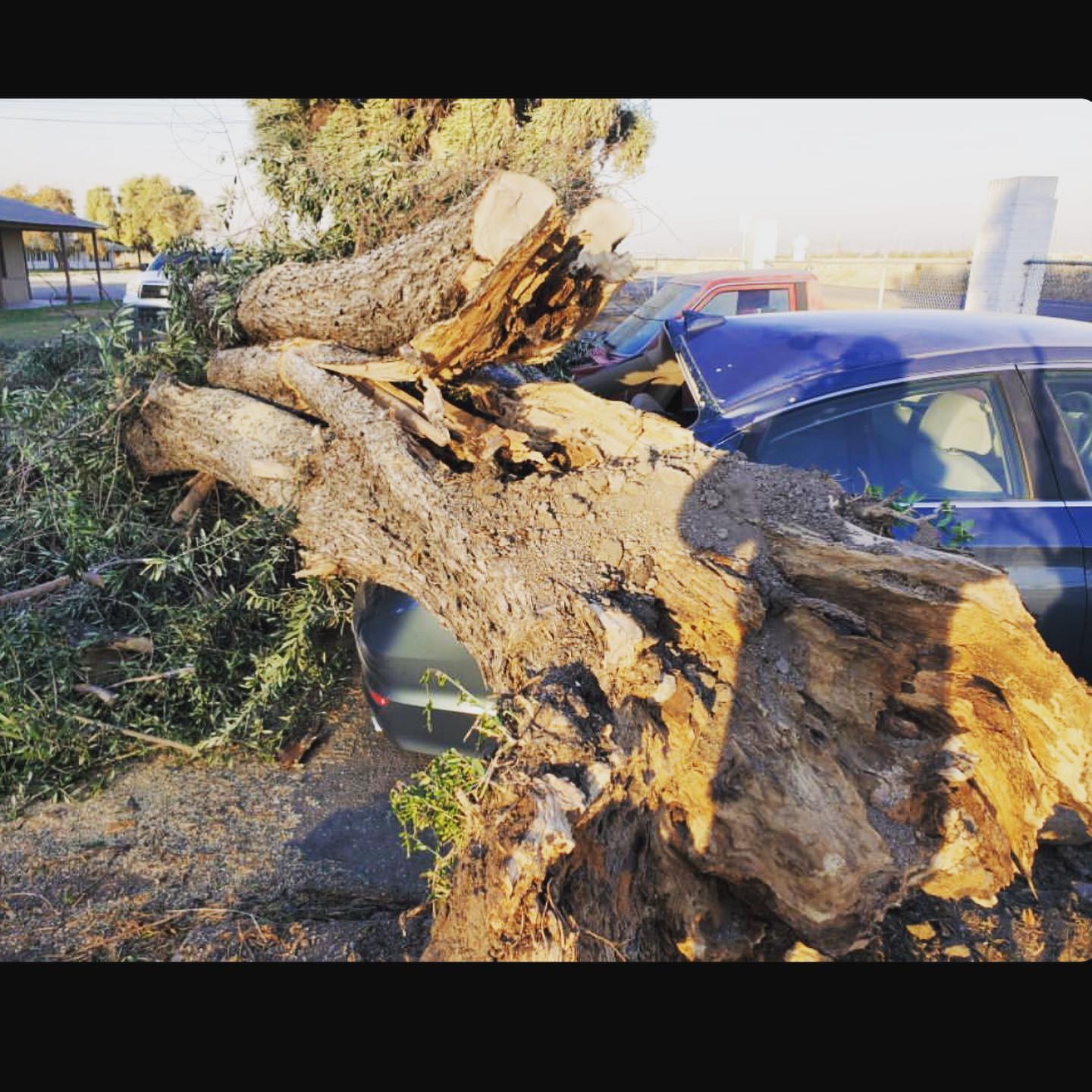 Tree Removal project by Tree Pros Inc.