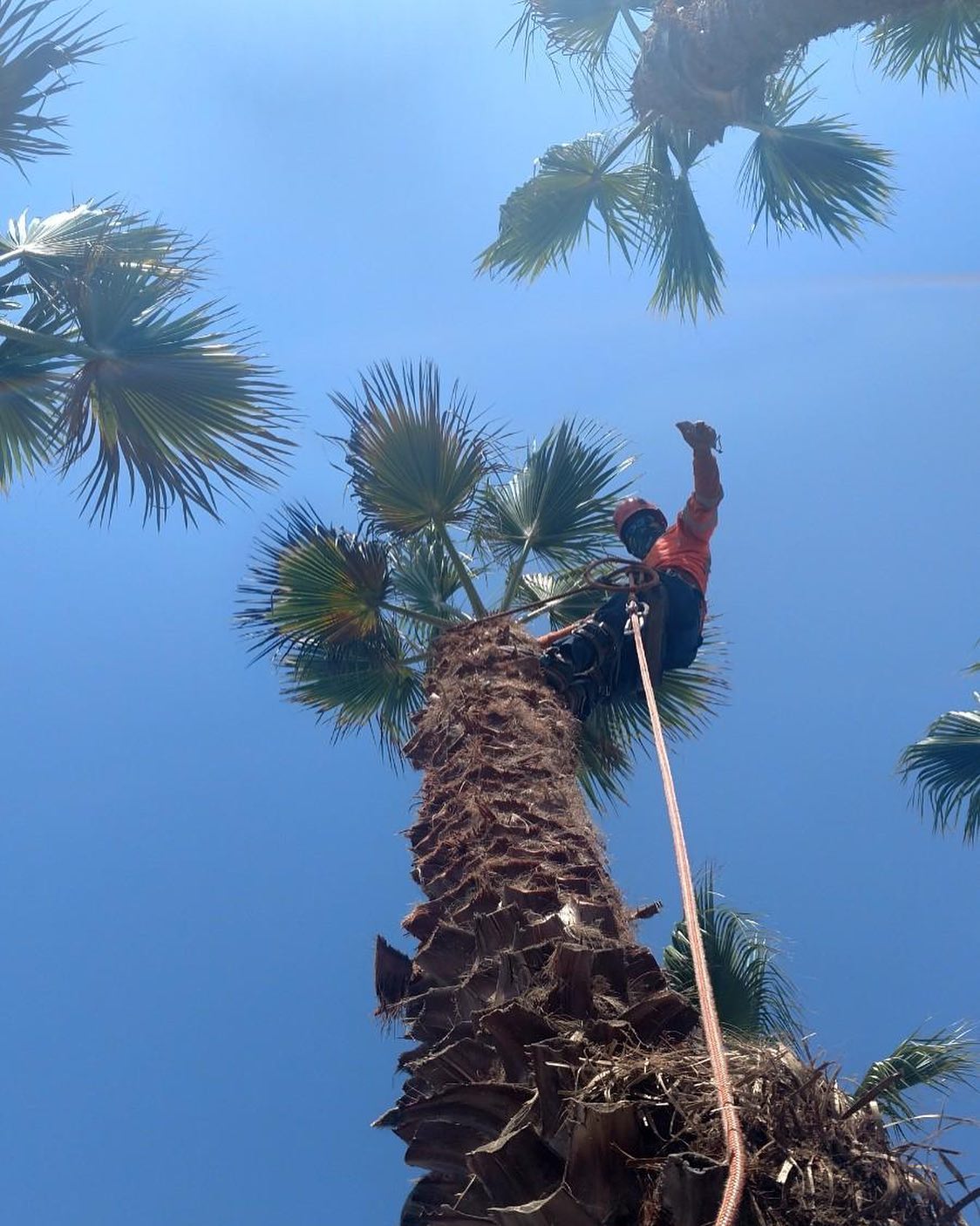 Tree Trimming project by Tree Pros Inc.