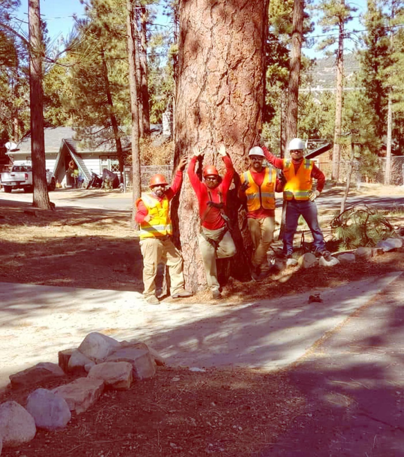 Tree Removal project by Tree Pros Inc.