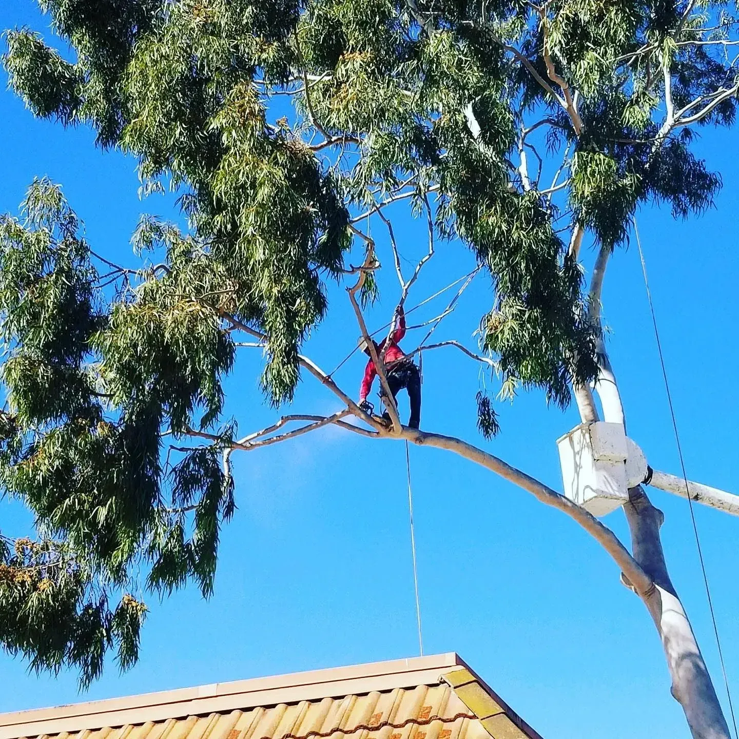 Worker trimming a tall eucalyptus tree beside a house roof under a bright blue sky