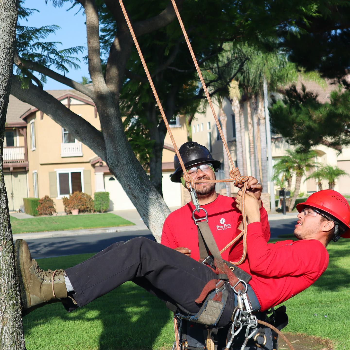 Our Team project by Tree Pros Inc.
