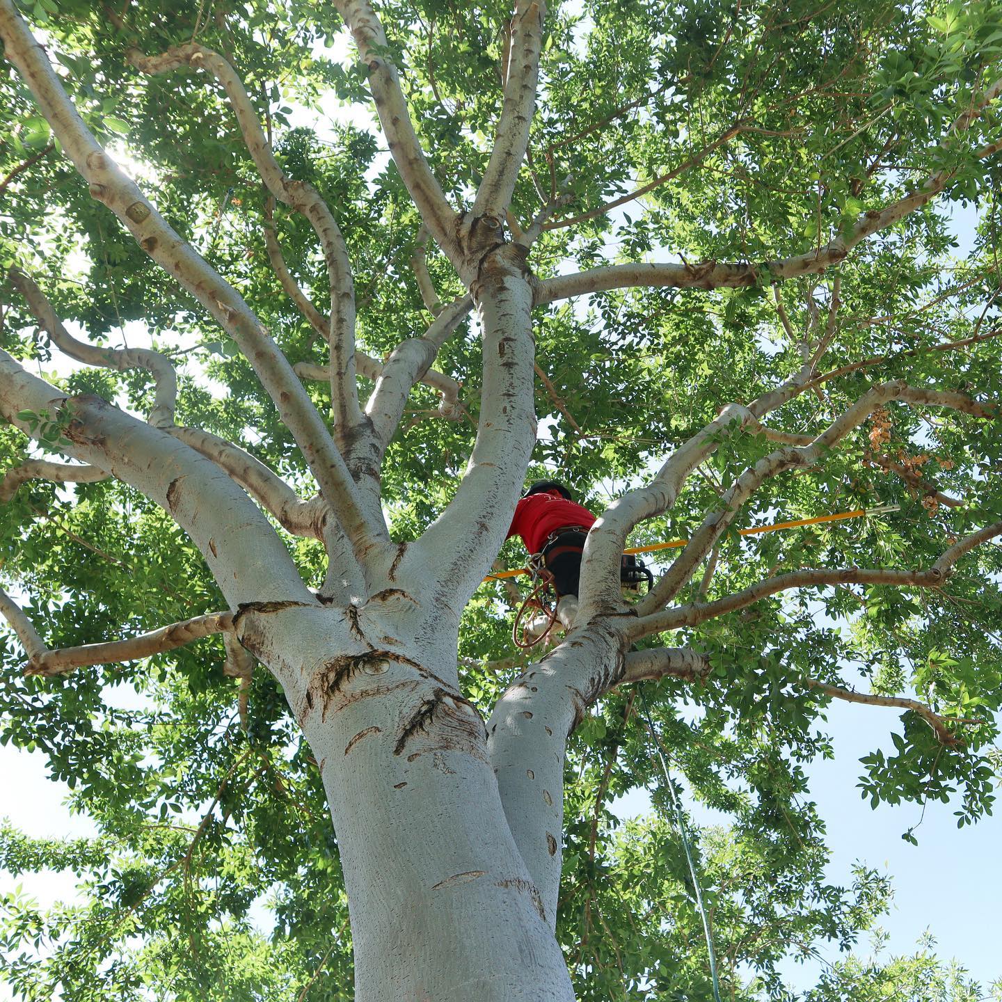 Tree Trimming project by Tree Pros Inc.