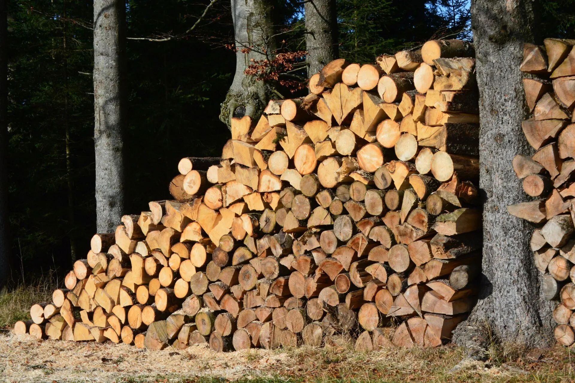 Pile of cut firewood stacked against trees. Sunlight illuminates the wood's varied colors and textures.