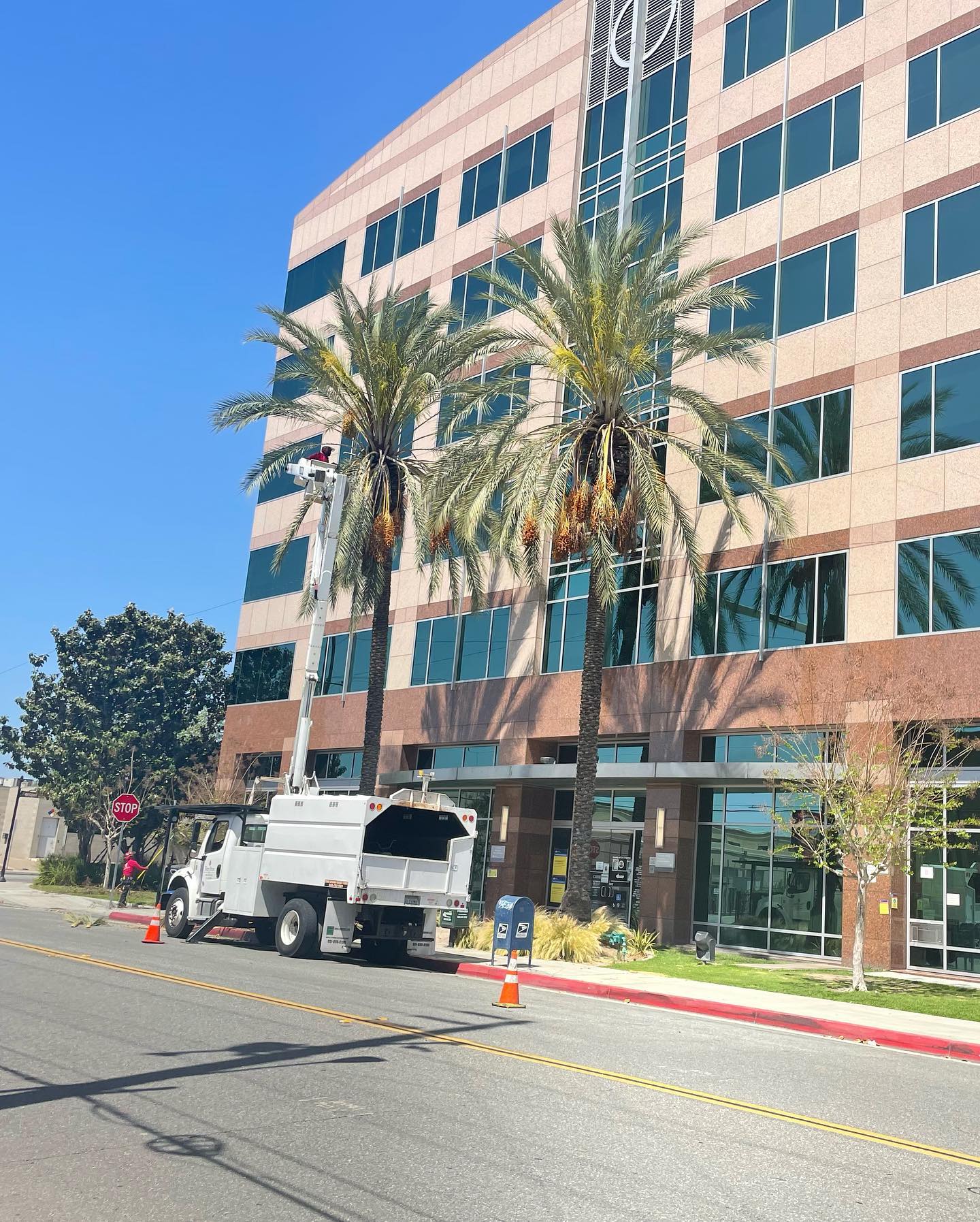 Commercial project by Tree Pros Inc.