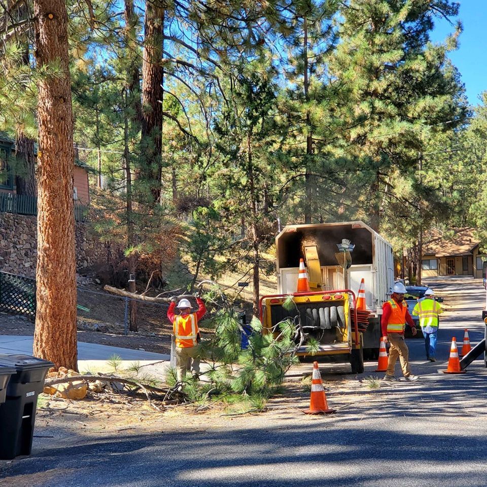 Tree Removal project by Tree Pros Inc.