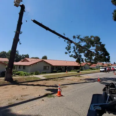 Tree Removal project by Tree Pros Inc.