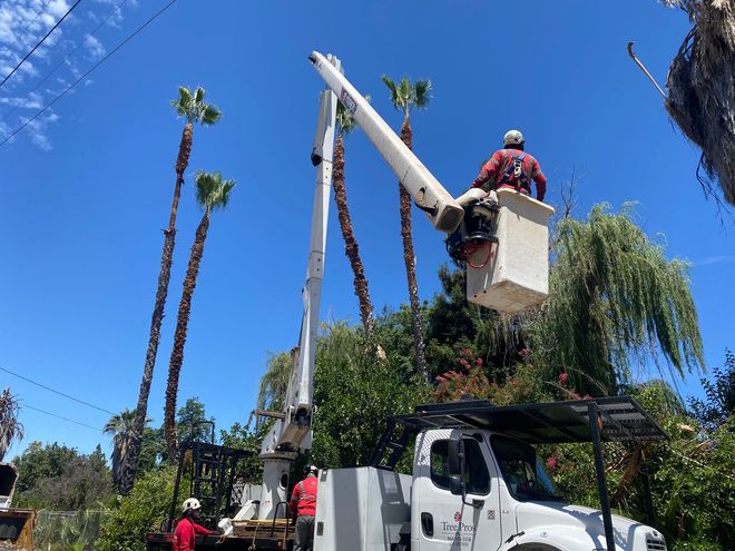 Worker in a bucket lift trimming tall palm trees beside a white truck under a clear blue sky