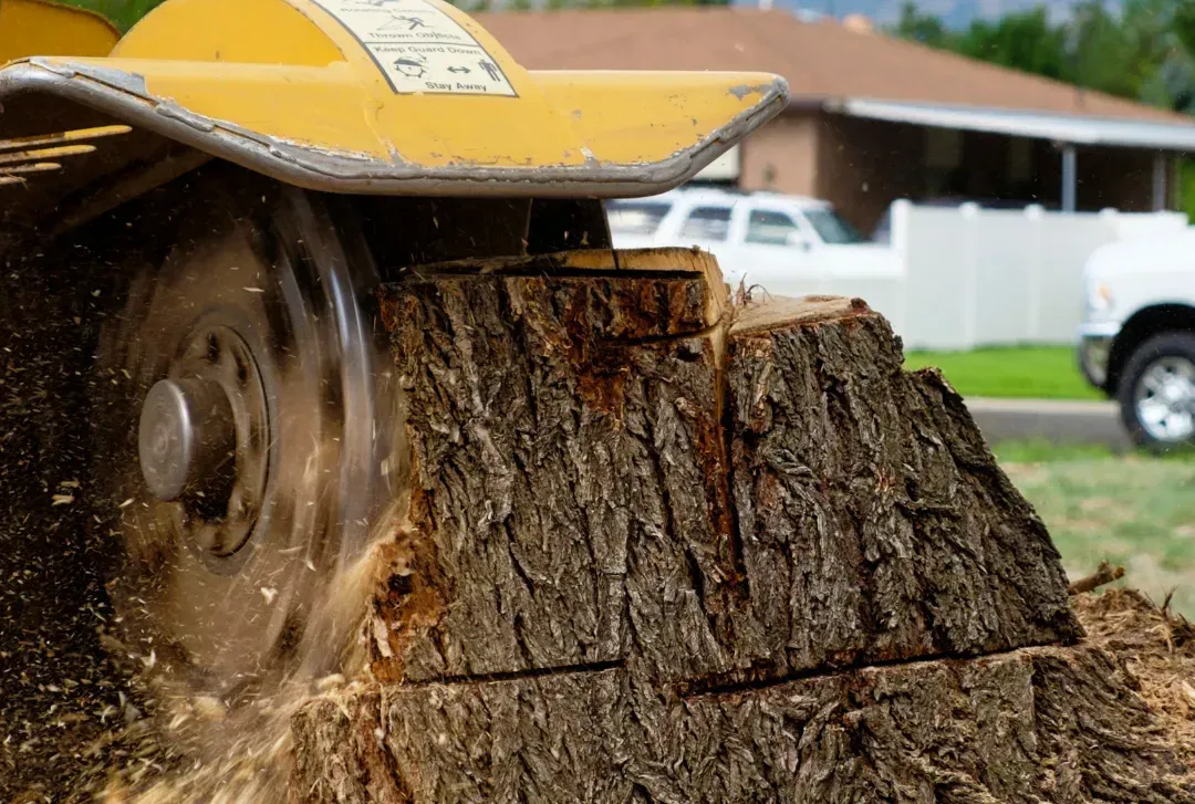 Chainsaw cutting through a large log, with wood chips flying in a yard.