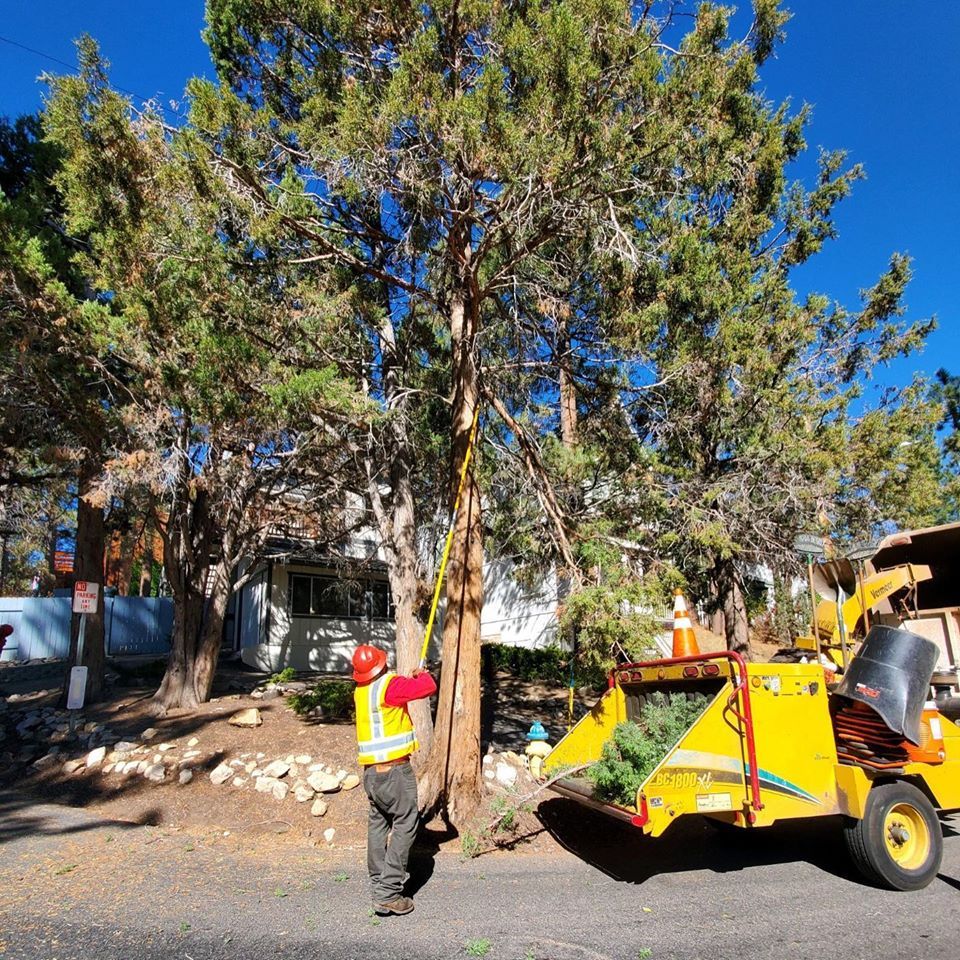 Tree Removal project by Tree Pros Inc.