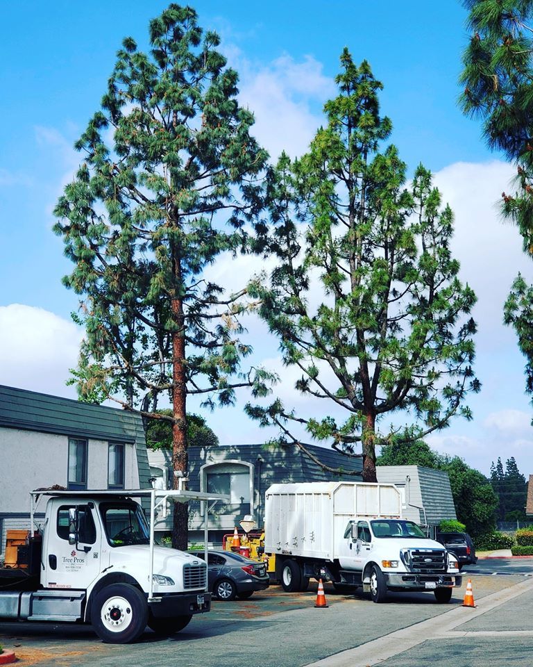 Tree Removal project by Tree Pros Inc.