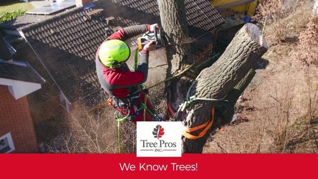 Tree worker in red safety gear trimming a large tree beside a house, with “Tree Pros” logo and “We Know Trees!” text